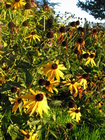 happy yellow flowers 