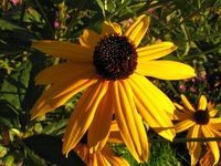 big yellow flowers 