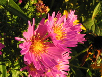 pink flowers 