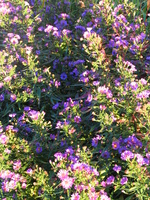 purple flowers 