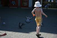 the boy and the pigeons 