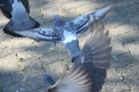 050528181149_pigeons_flying