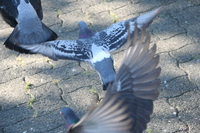 pigeons flying 