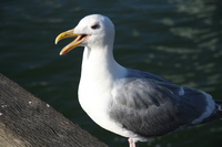 sea gull in granville island 