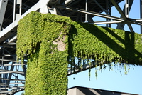 greenery under the bridge 