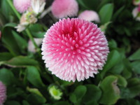 pink flower 