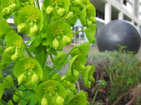 green plant and black globe 