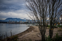 Jericho Beach Trees Abbotsdord, British Columbia, Canada, North America