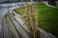 Jericho Beach flower bench Abbotsdord, British Columbia, Canada, North America