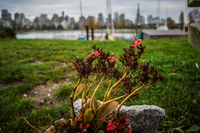 Jericho Beach remeber flowers Abbotsdord, British Columbia, Canada, North America