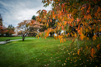 Jericho Beach autumn tree Abbotsdord, British Columbia, Canada, North America