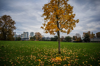 Jericho Beach Autumn leaves Abbotsdord, British Columbia, Canada, North America