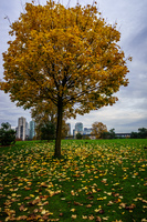 Jericho Beach yellow leaves Abbotsdord, British Columbia, Canada, North America