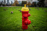 Jericho Beach fire hydrant Abbotsdord, British Columbia, Canada, North America