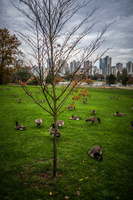 Jericho Beach thing tree Abbotsdord, British Columbia, Canada, North America