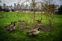 Jericho Beach geese Abbotsdord, British Columbia, Canada, North America