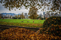 Jericho Beach yellow leaves Abbotsdord, British Columbia, Canada, North America