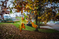 Jericho Beach autumn Abbotsdord, British Columbia, Canada, North America