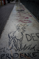 deer drawing Abbotsdord, British Columbia, Canada, North America