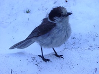 06010033_blue_jay_the_snow_bird