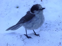 blue jay the snow bird 