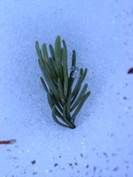 a branch of green 