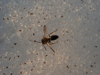 dead bee in ice 