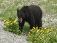 bear encounter 