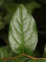 view--green leave close up 