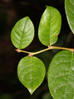 view--leaves at night 