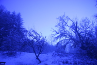 purple winter land 