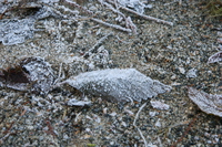 frozen leaves 