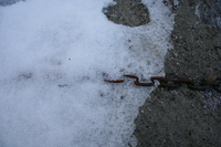 051211144909_chain_and_snow