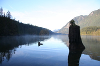 tree stump in bunzen lake 