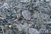 icy leaves 