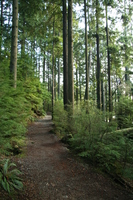 the trail in the woods 