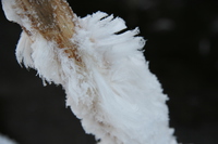 snow feather 