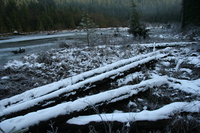 dead wood and dead lake 