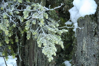 the leaves of winter 