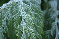 iceland on the leaves 