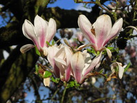 pink flowers 