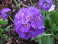 purple flowers 