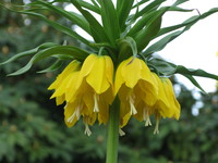 yellow bells 