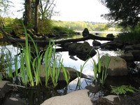 water weeds 