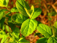 sunset leaves 