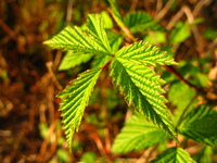 view--leaves of late afternoon 