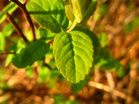 round leaves 