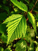 view--pattern of leaves 