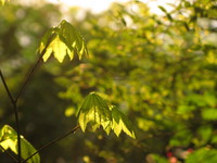 sunset leaves 