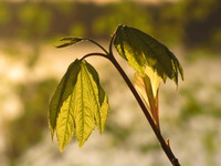 backlighted leaves 